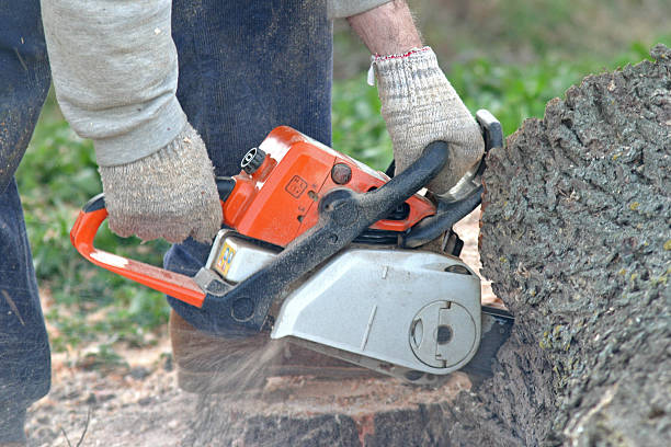 Alamo, TX Tree Care Company